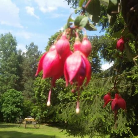 Albertowka Trzciel Bagian luar foto